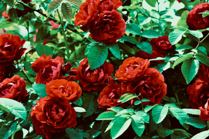 Serrurier L'Haÿ-les-Roses